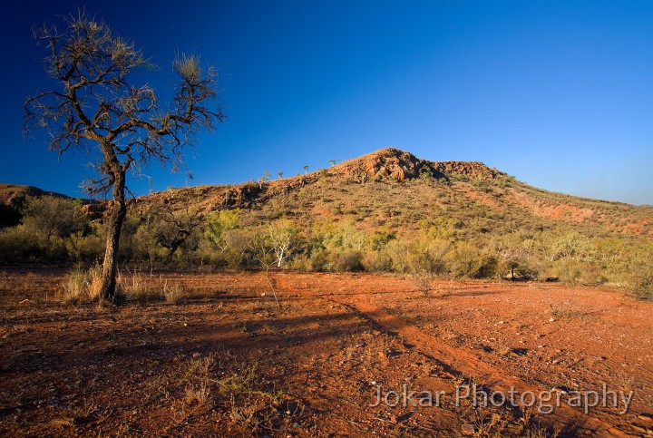 Larapinta_20080610_419 copy.jpg - Grevillea and brumby track, near Birthday Waterhole